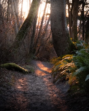 Wide shot of a forest trail winding through towering green trees under soft sunlight.