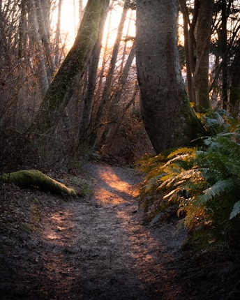 A forest path winds through tall trees with a soft sunlight filtering through the branches, casting a warm glow on the ground. Ferns and mosses line the path, adding lush greenery to the scene.