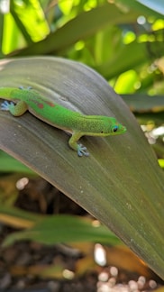 Close-up of a colorful gecko perched on lush green terrarium plants.