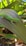 A vibrant green gecko is perched on a large, glossy green leaf with a pointed tip. The gecko has distinctive blue feet and spots of red on its body. Surrounding the scene are various shades of green foliage that create a lush, natural backdrop.