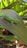 A vibrant green gecko is perched on a large, glossy green leaf with a pointed tip. The gecko has distinctive blue feet and spots of red on its body. Surrounding the scene are various shades of green foliage that create a lush, natural backdrop.