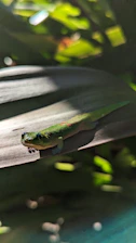 A close-up photo of a vibrant gecko perched on lush green leaves.