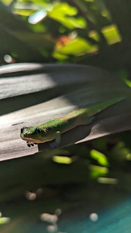 A close-up photo of a vibrant gecko perched on lush green leaves.
