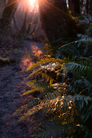 Sunlight filtering through lush green trees along a quiet forest path.
