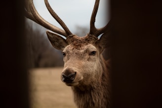 A close-up view of a deer with large antlers, standing in a natural environment. The background is blurred, featuring muted colors that suggest a woodland or forest setting. The image is framed by dark vertical elements on the sides, creating a focused view of the animal.
