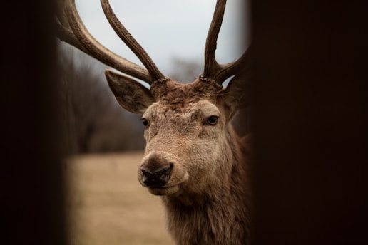A close-up view of a deer with large antlers, standing in a natural environment. The background is blurred, featuring muted colors that suggest a woodland or forest setting. The image is framed by dark vertical elements on the sides, creating a focused view of the animal.