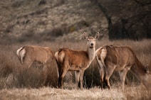 a herd of deer standing on top of a dry grass field