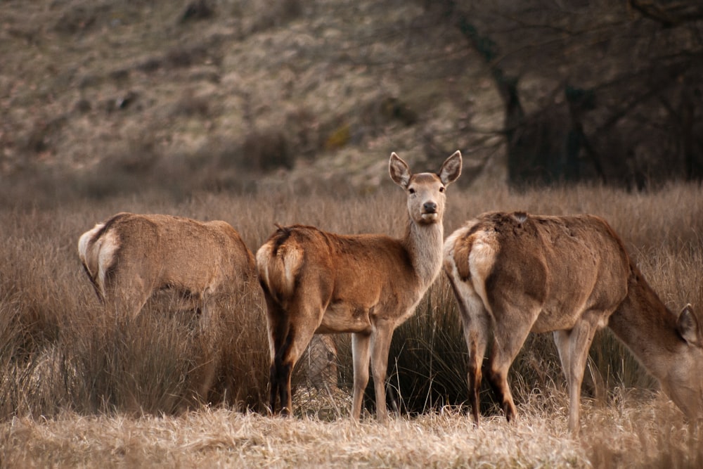 a herd of deer standing on top of a dry grass field