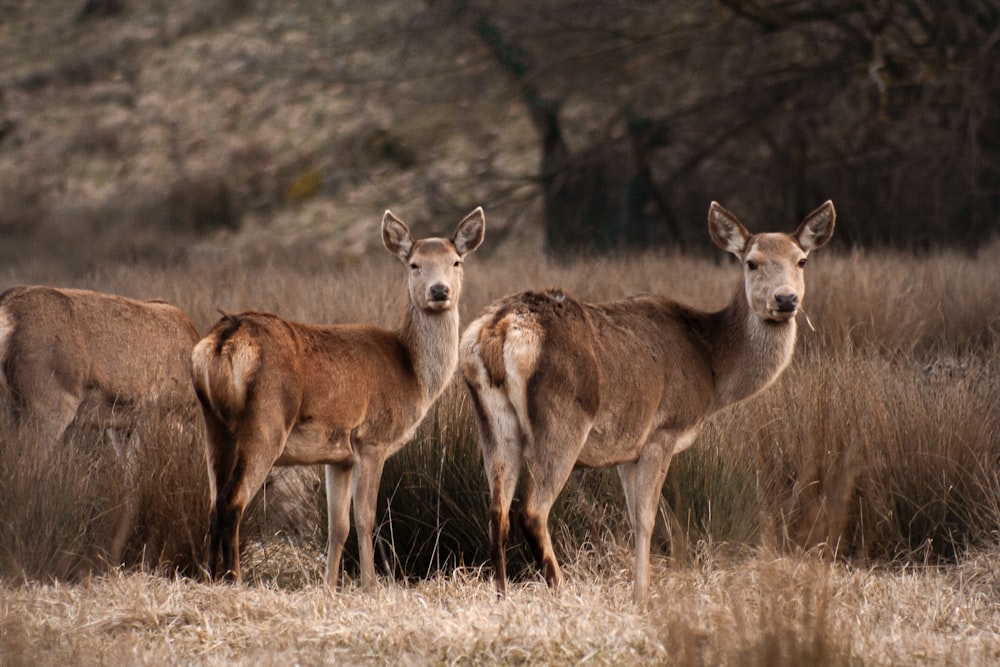 a group of deer standing next to each other in a field