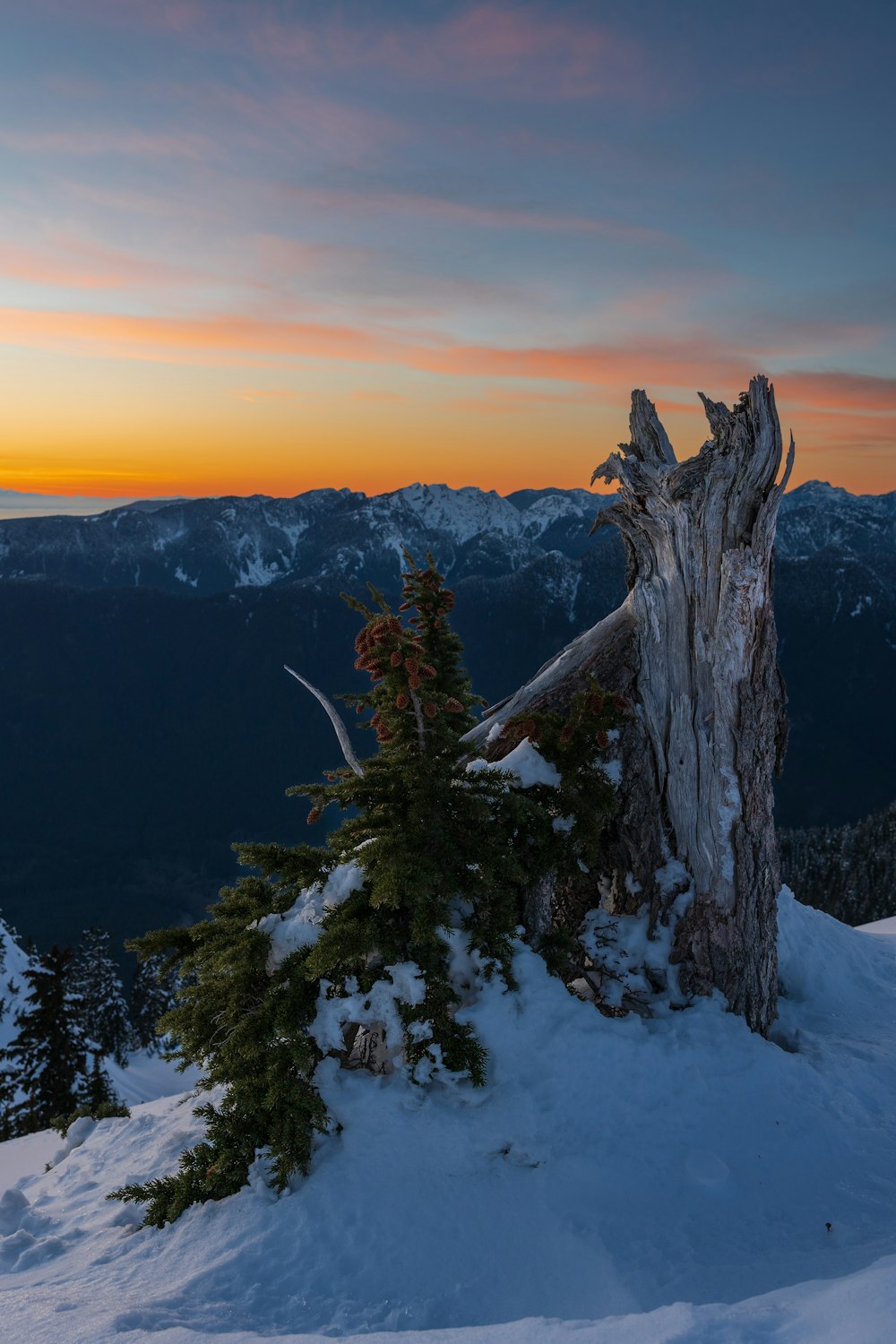 a tree that is standing in the snow