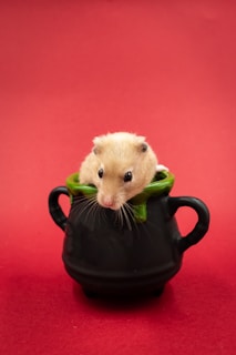 A cute hamster is perched inside a small, dark green and black cauldron against a red background. The hamster's eyes are wide open and its fur is light brown, making it stand out against the vibrant red setting.