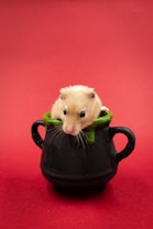 A cute hamster is perched inside a small, dark green and black cauldron against a red background. The hamster's eyes are wide open and its fur is light brown, making it stand out against the vibrant red setting.