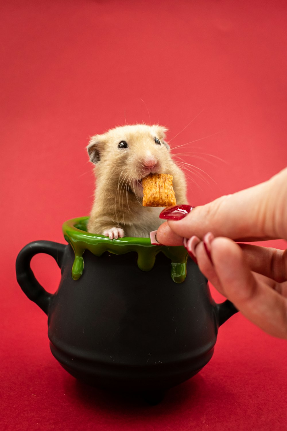 Ein Hamster isst ein Stück Essen in einem Topf