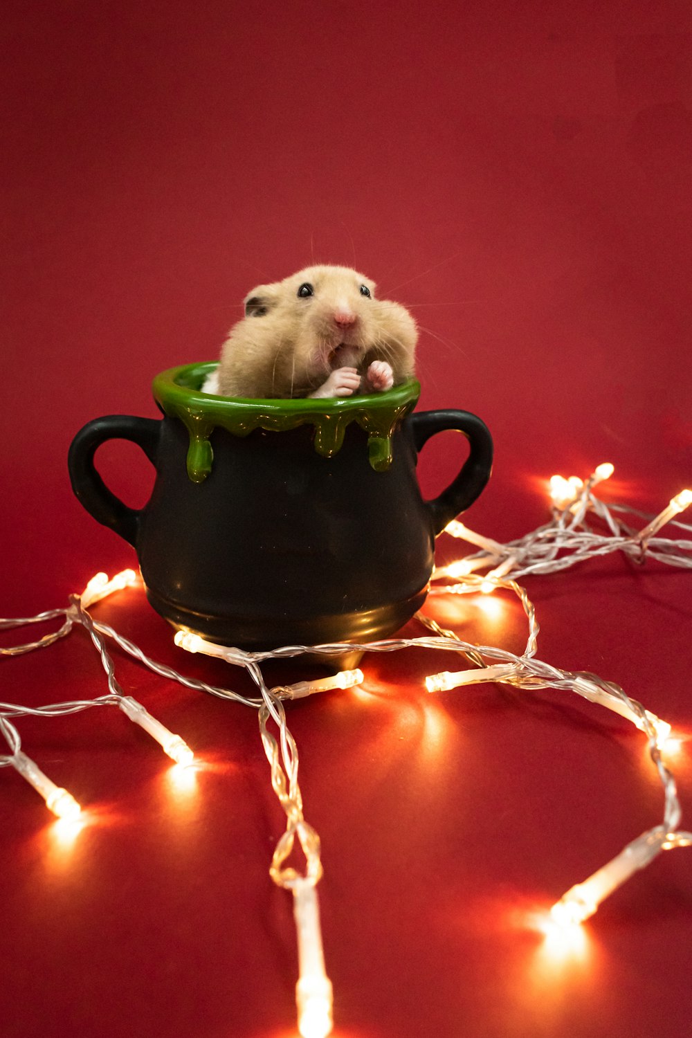 a small rodent sitting inside of a black pot