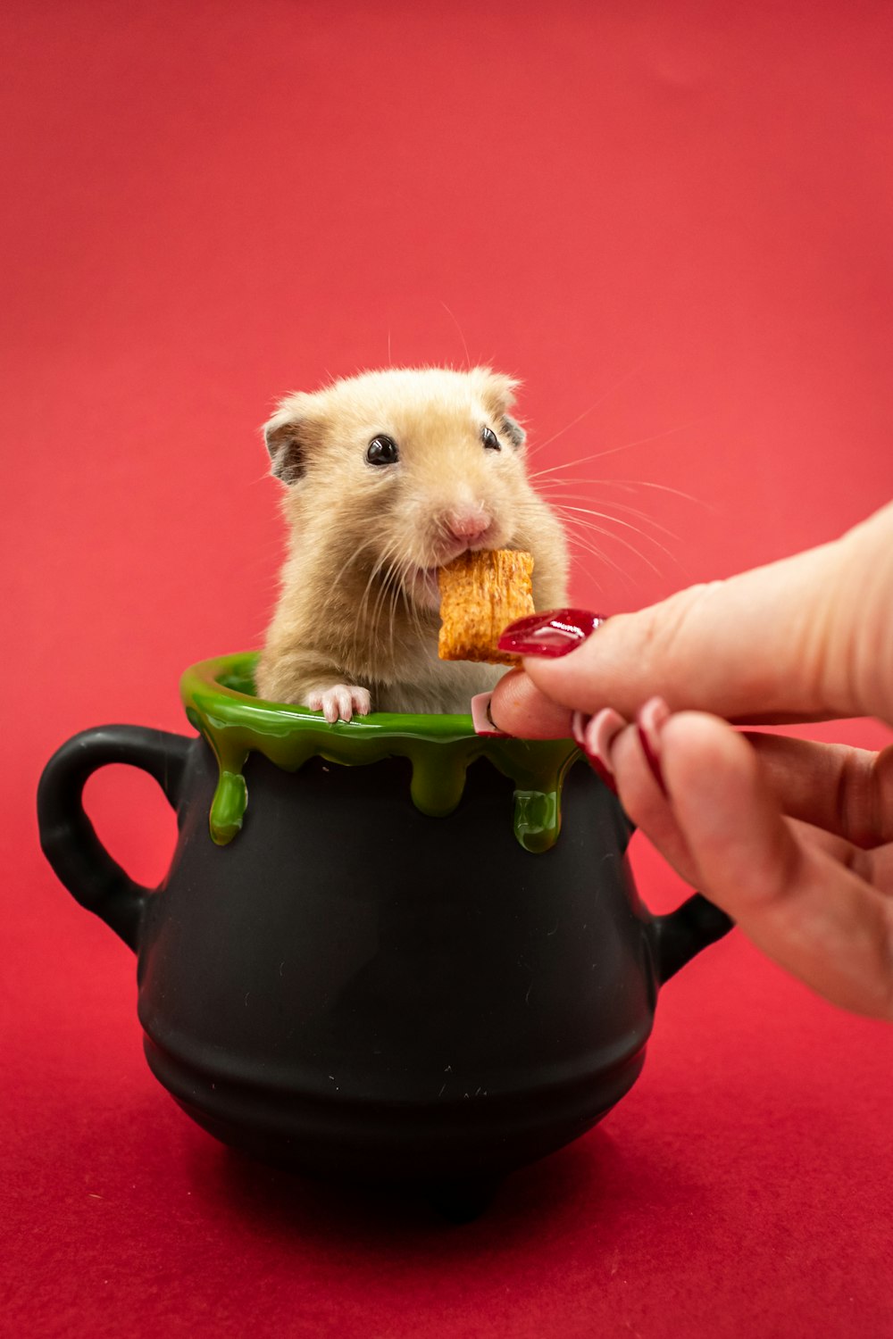 Ein Hamster isst ein Stück Brot in einem Topf