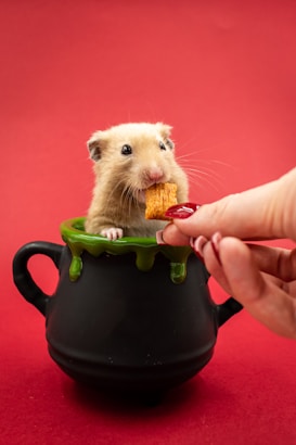 A cute hamster appears to be eating a snack while sitting inside a small black cauldron with green slime decoration. A hand with red nail polish holds the snack toward the hamster against a solid red background.