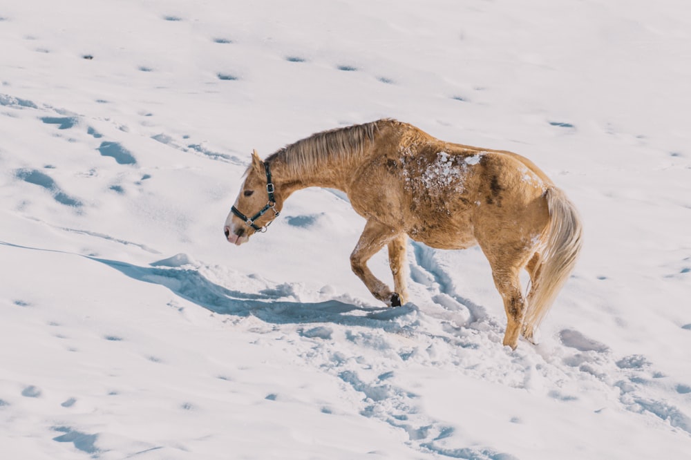 a horse walking through the snow on a sunny day