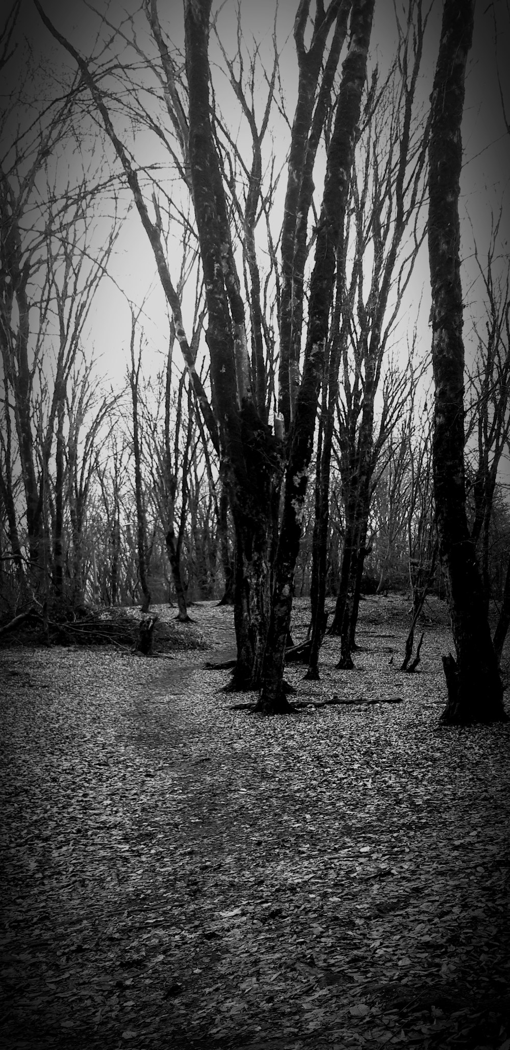 Une photo en noir et blanc d’arbres dans les bois