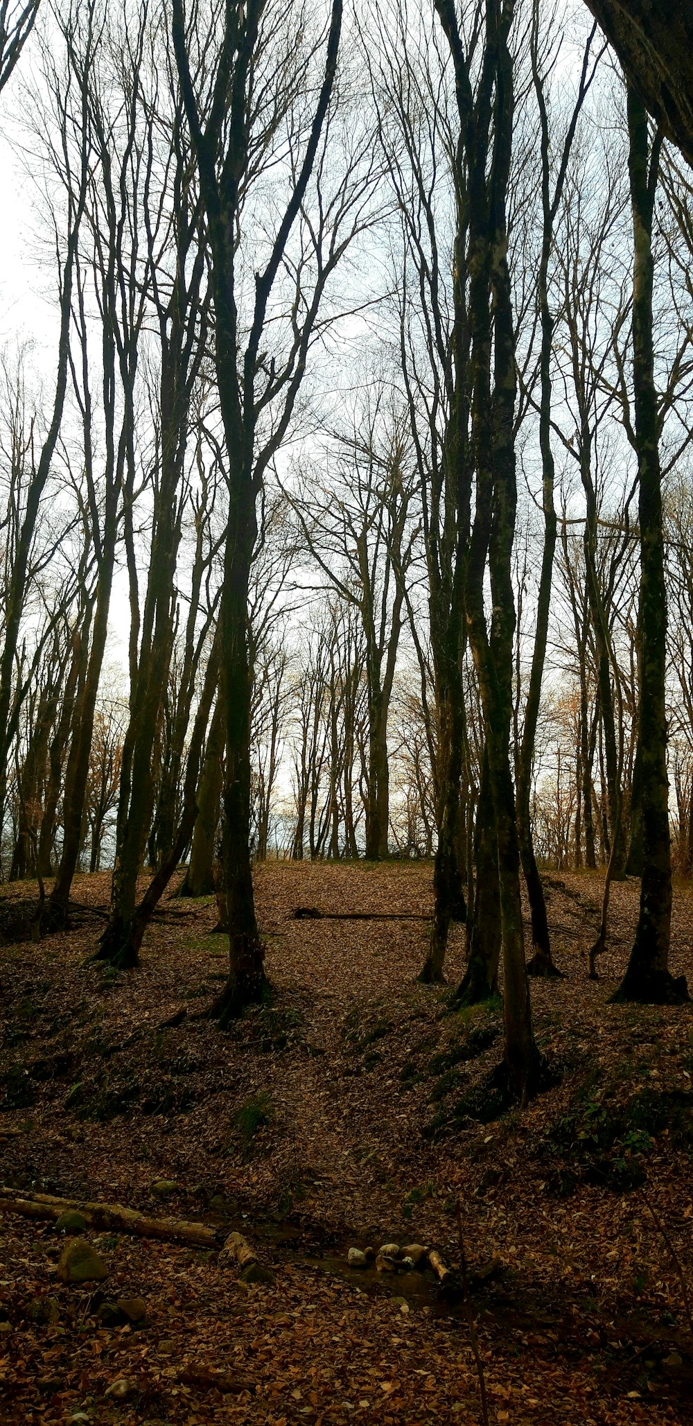 a group of trees in the middle of a forest