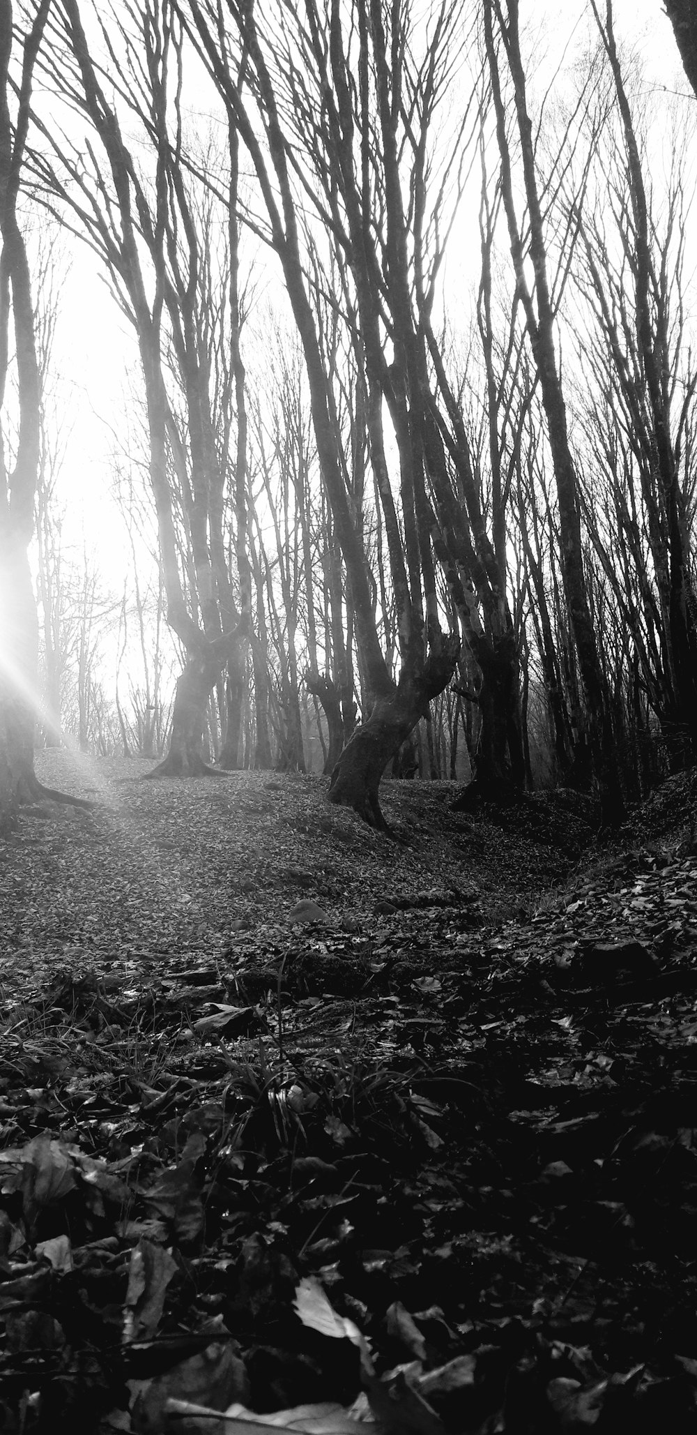 a black and white photo of trees and leaves