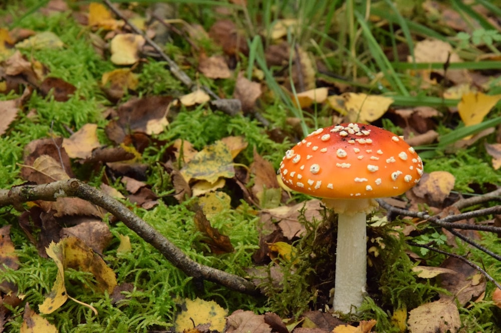 a close up of a small mushroom on the ground