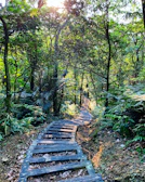 Pathway through lush green forest leading to the sauna and bathing spots.