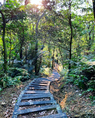Pathway through lush green forest leading to the sauna and bathing spots.