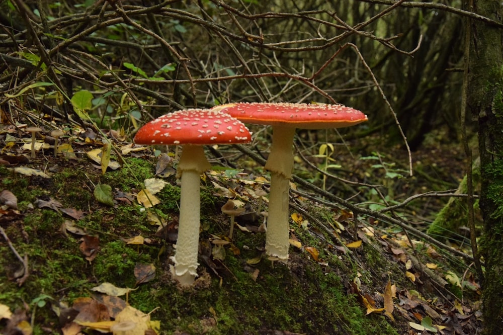 a couple of mushrooms that are on the ground