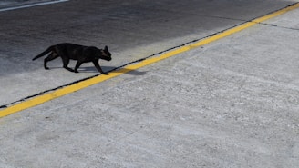 a black dog walking across a street next to a yellow line
