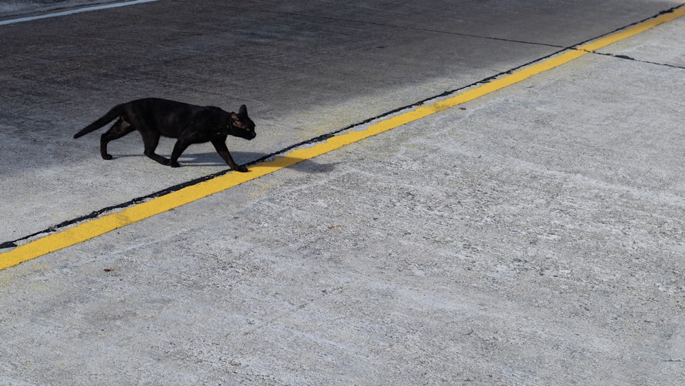 um cão preto andando através de uma rua ao lado de uma linha amarela
