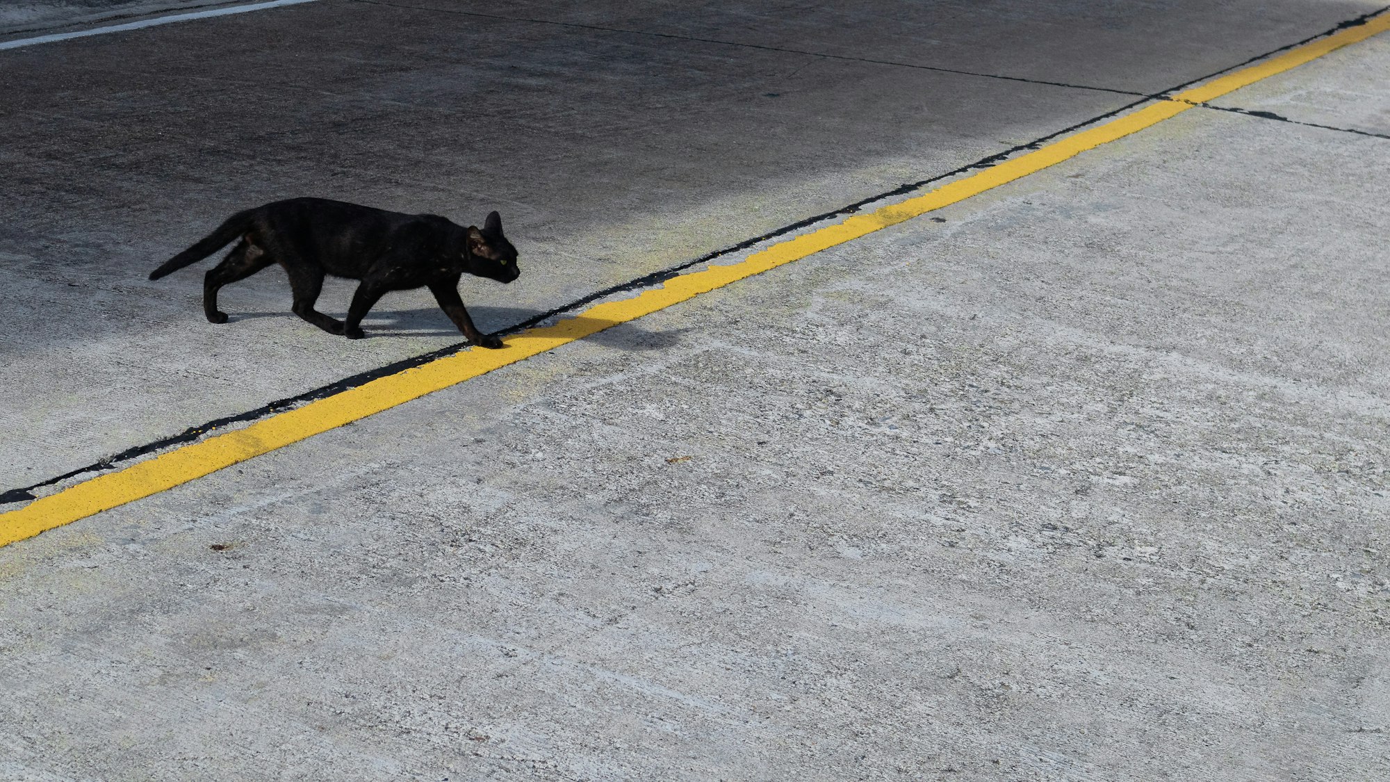 A black cat crossing a road and stepping on a crack. Bad luck.