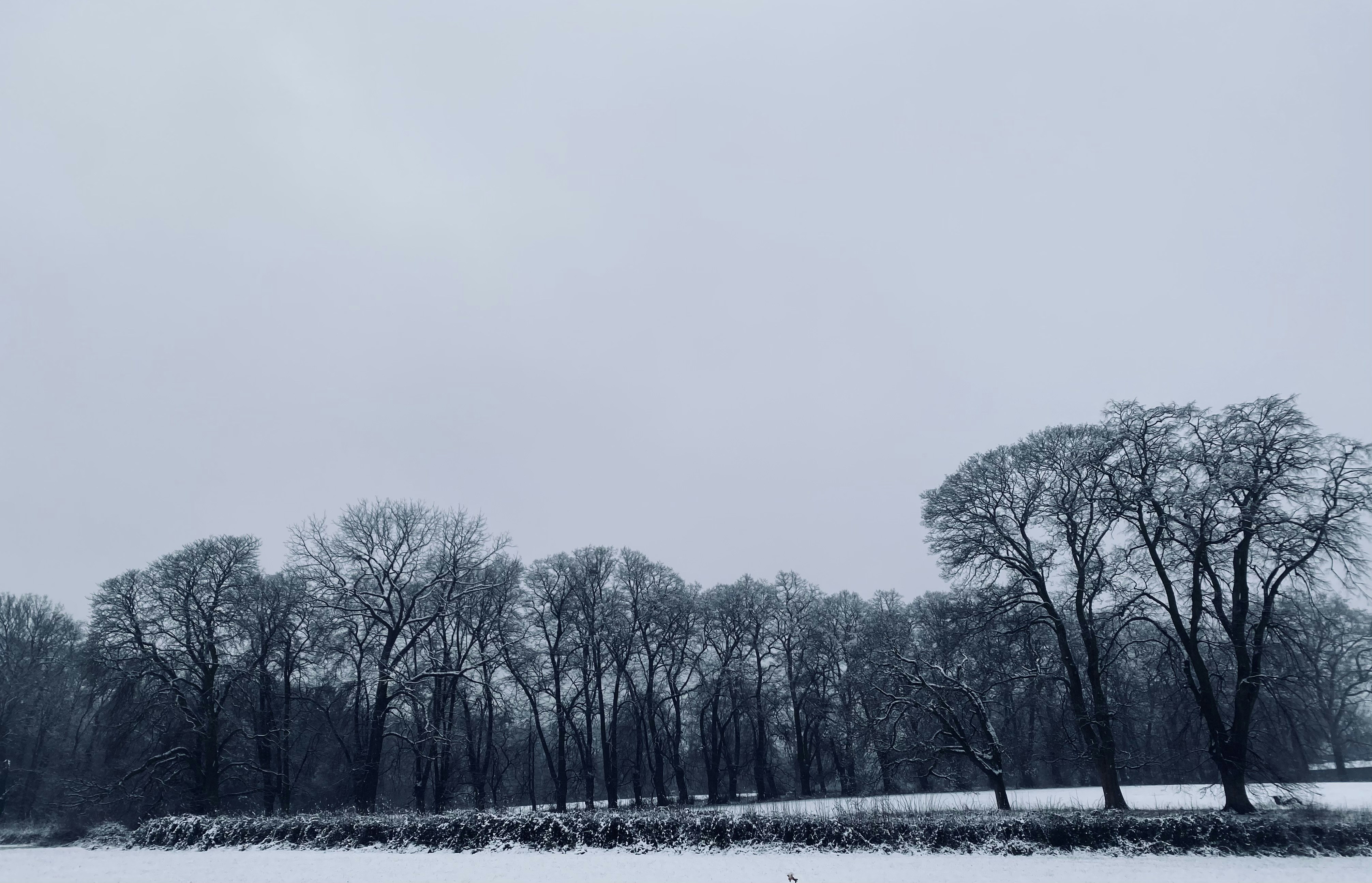 a snow covered field with trees in the background
