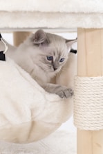 A gray cat with blue eyes rests on a soft, white fluffy perch next to a scratching post wrapped in sisal rope. The setting appears cozy and inviting for the cat.