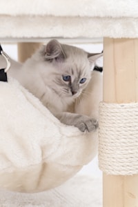 Sisal Scratching Post