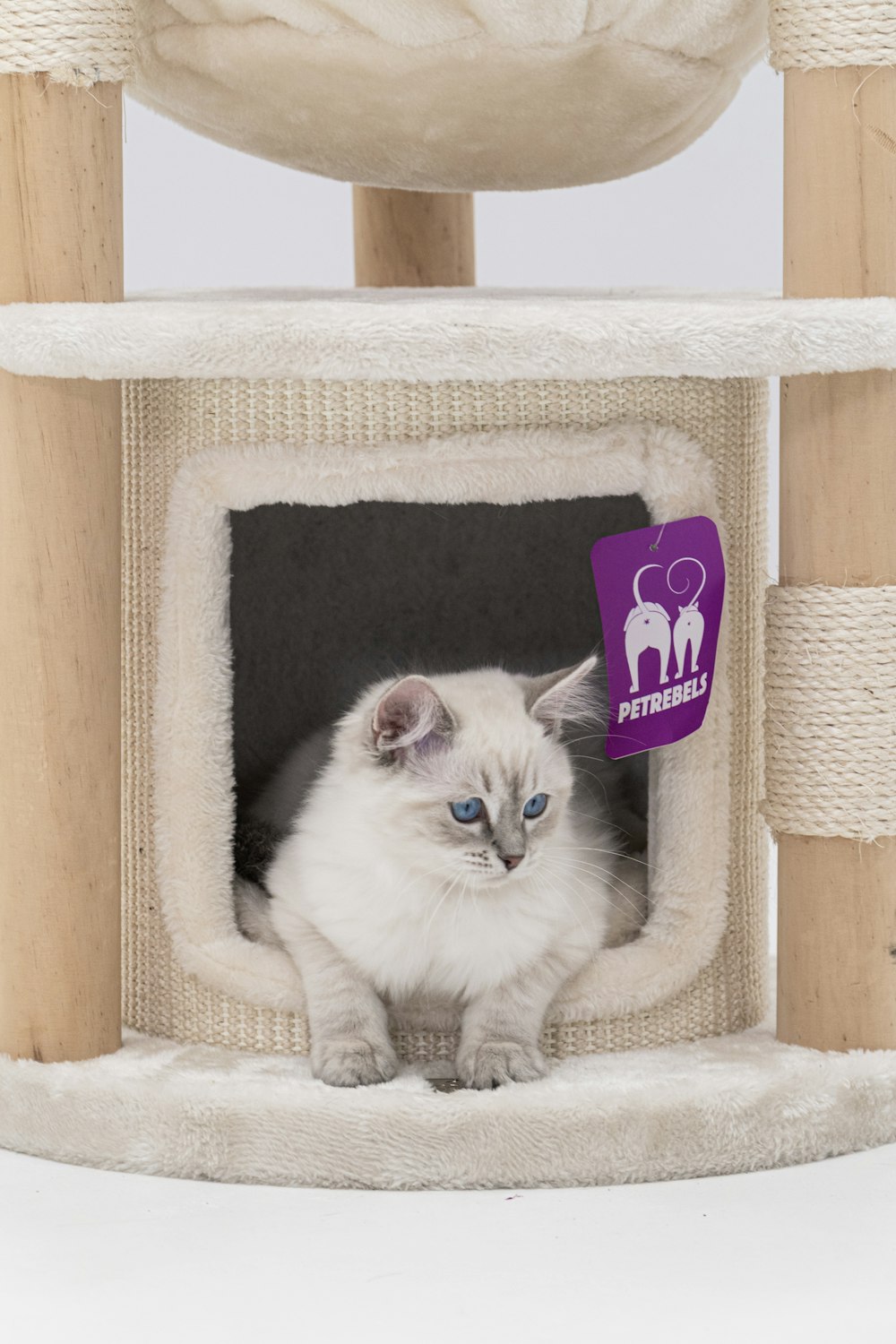 a white cat sitting inside of a cat tree