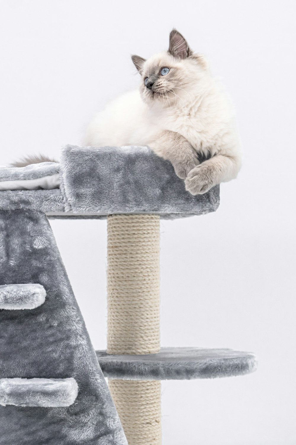 a cat sitting on top of a cat tree