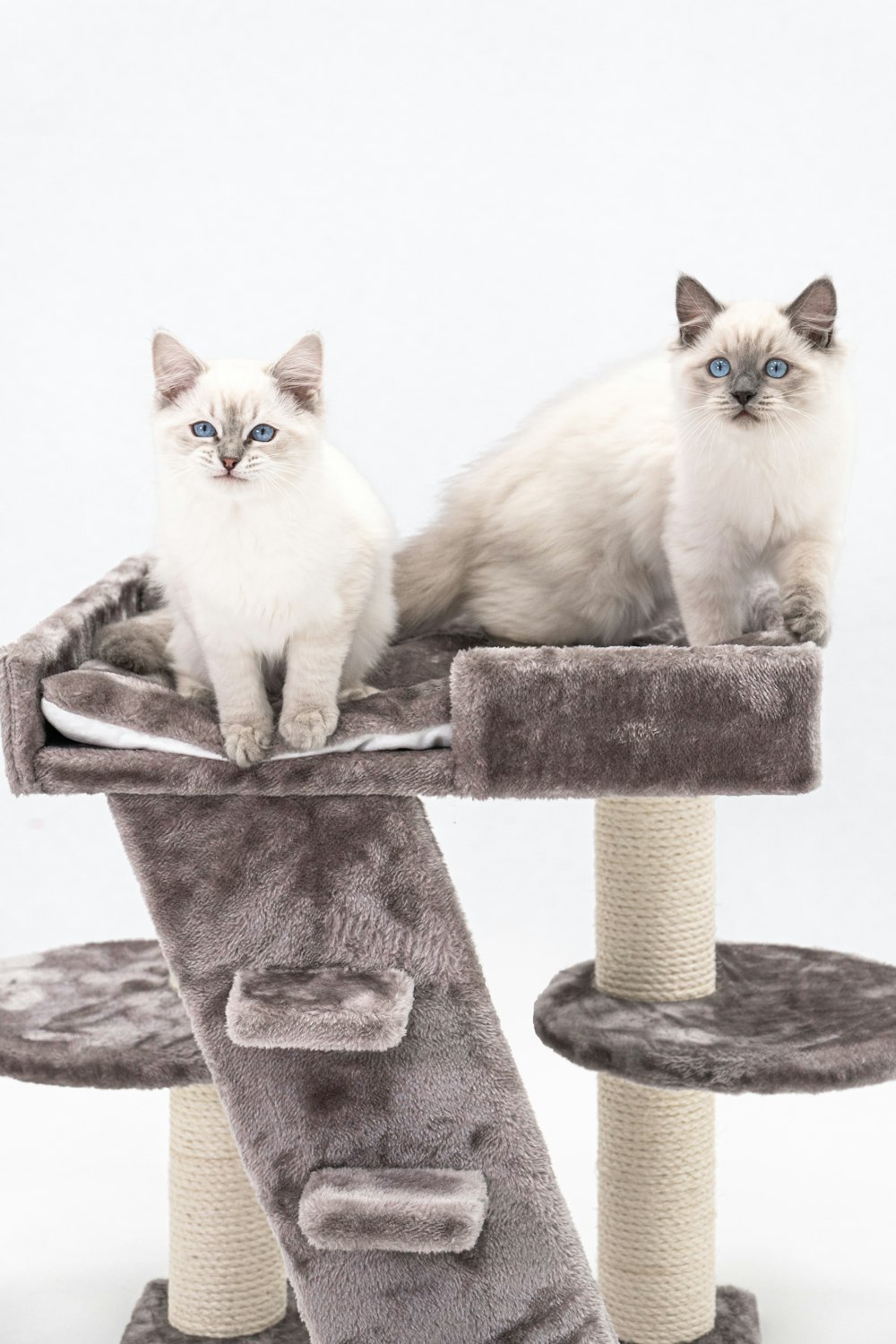 two cats sitting on top of a cat tree