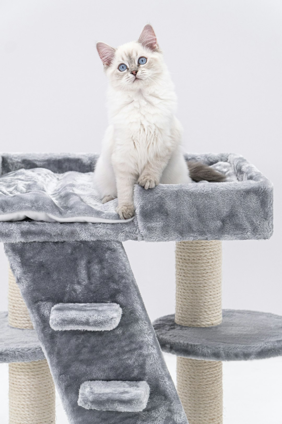 a white cat sitting on top of a cat tree