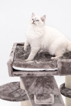 A fluffy white cat with blue eyes sits on a multi-level gray cat tree. The cat appears to be looking upwards with a curious expression. The cat tree is covered in soft gray fabric and features several platforms and scratching posts.