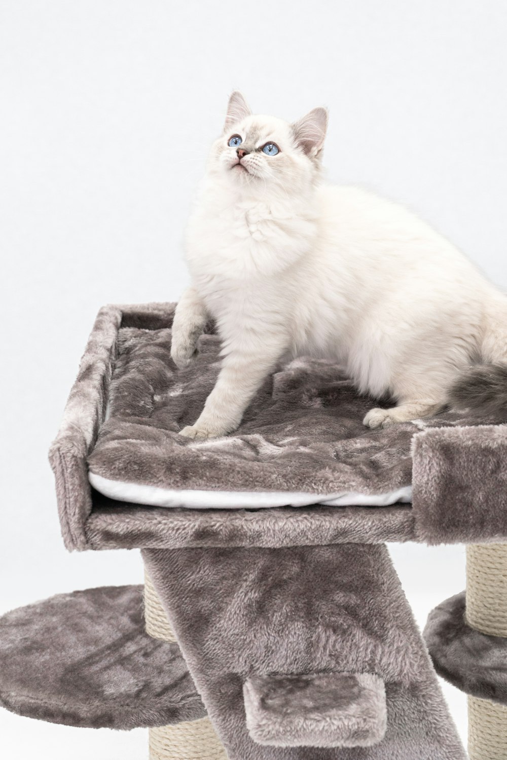 a white cat sitting on top of a cat tree