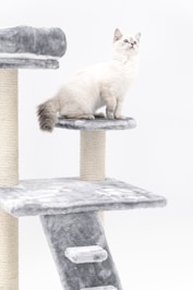 a white cat sitting on top of a cat tree