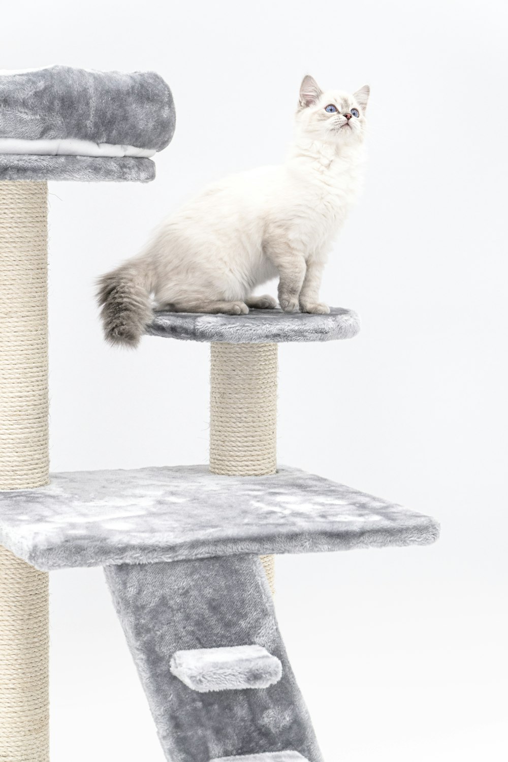 a white cat sitting on top of a cat tree