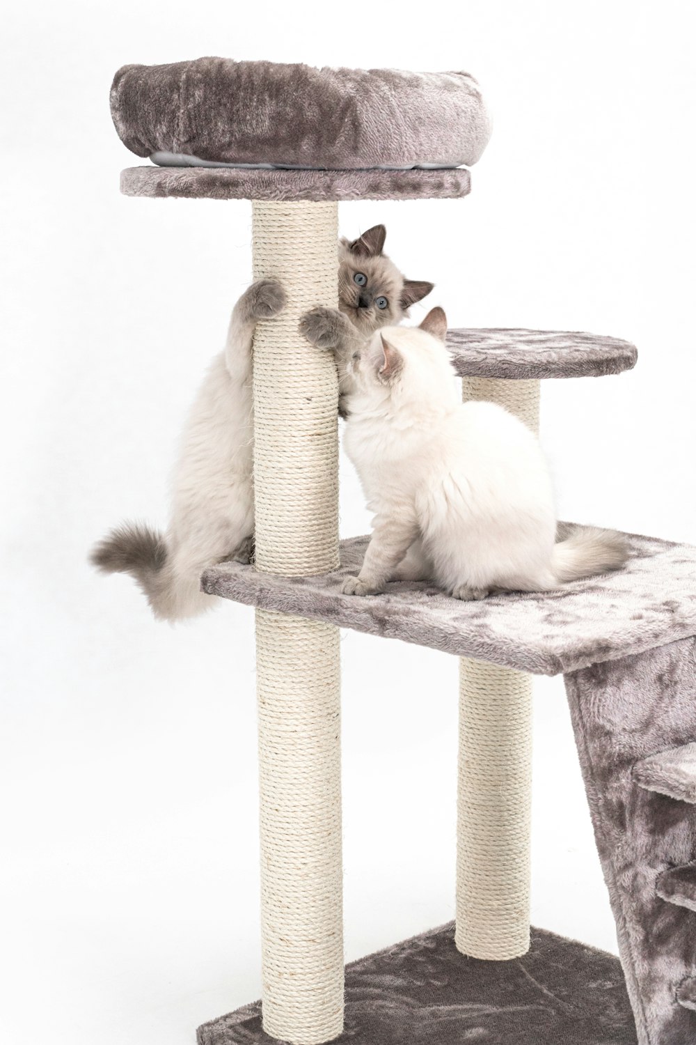 a cat sitting on top of a cat tree