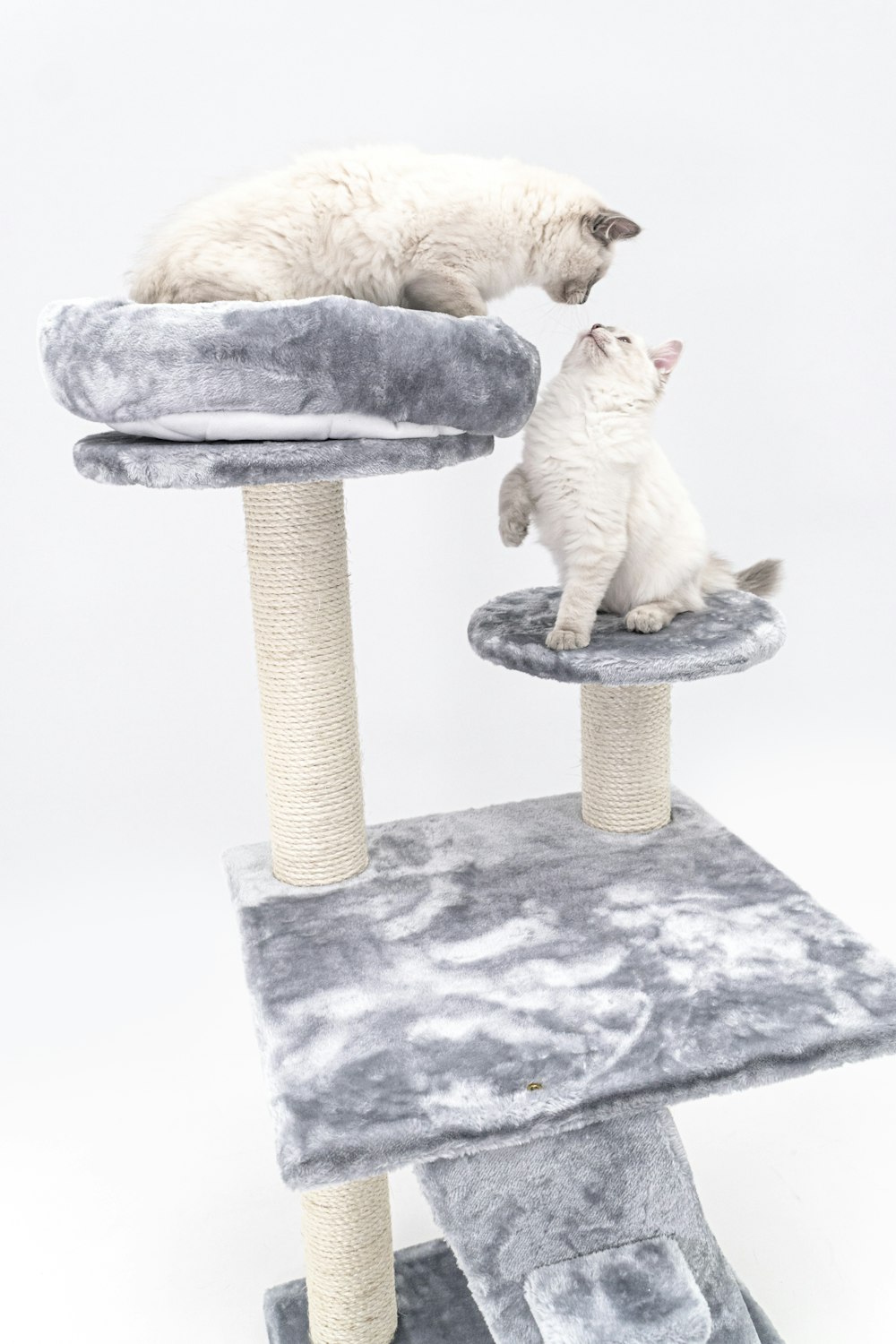 two cats sitting on top of a cat tree