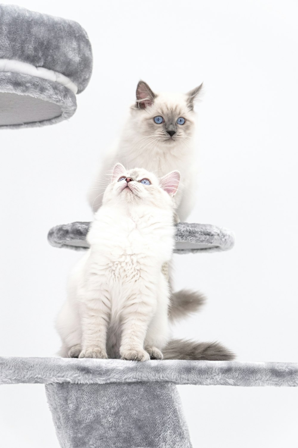 two cats sitting on top of a cat tree