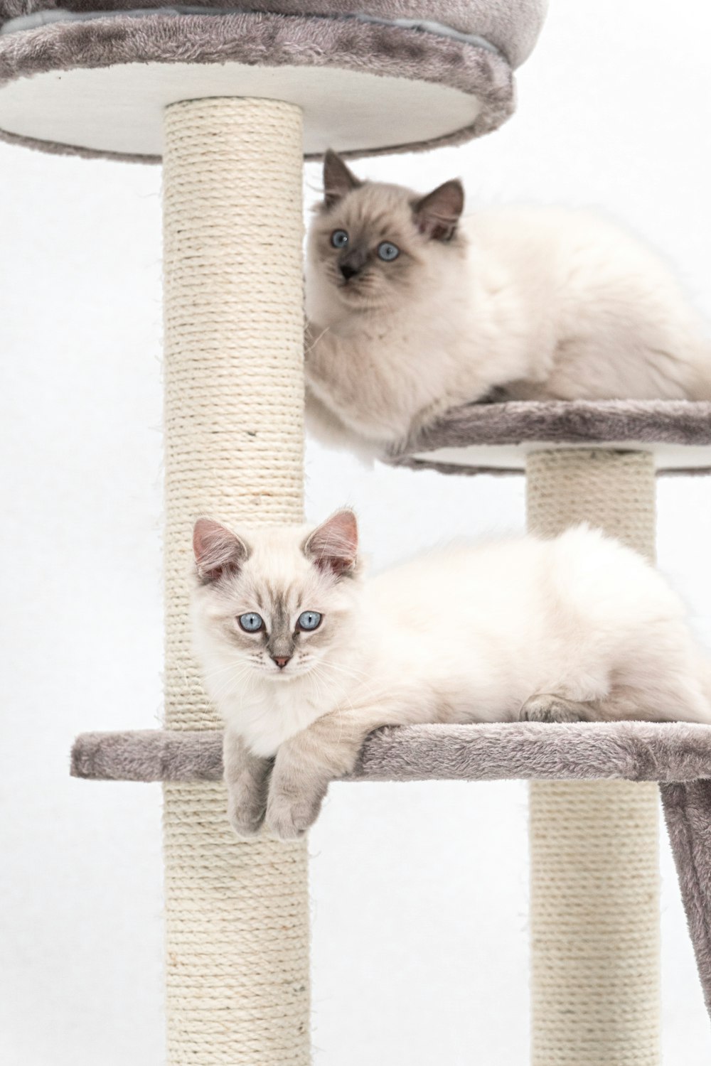 two cats laying on top of a cat tree