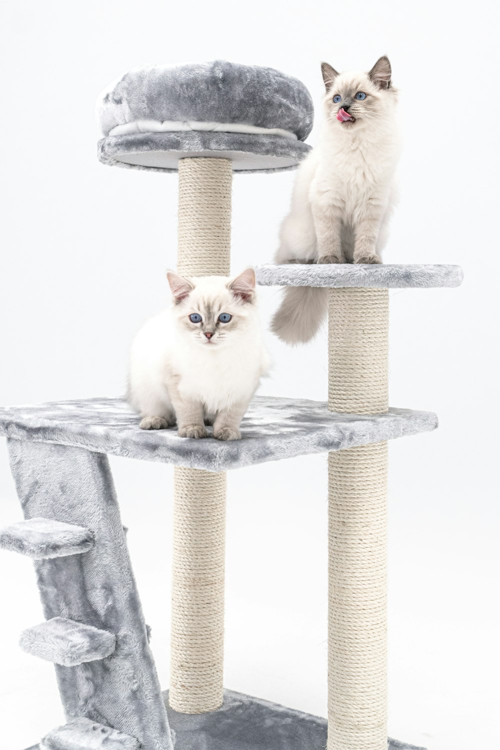 two cats sitting on top of a cat tree