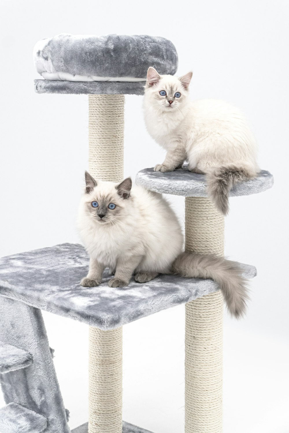 two cats sitting on top of a cat tree