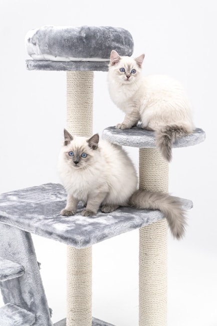 Two fluffy, light-colored kittens with blue eyes are sitting on a multi-level cat tree. The cat tree is covered in soft, gray material with rope-covered scratching posts.