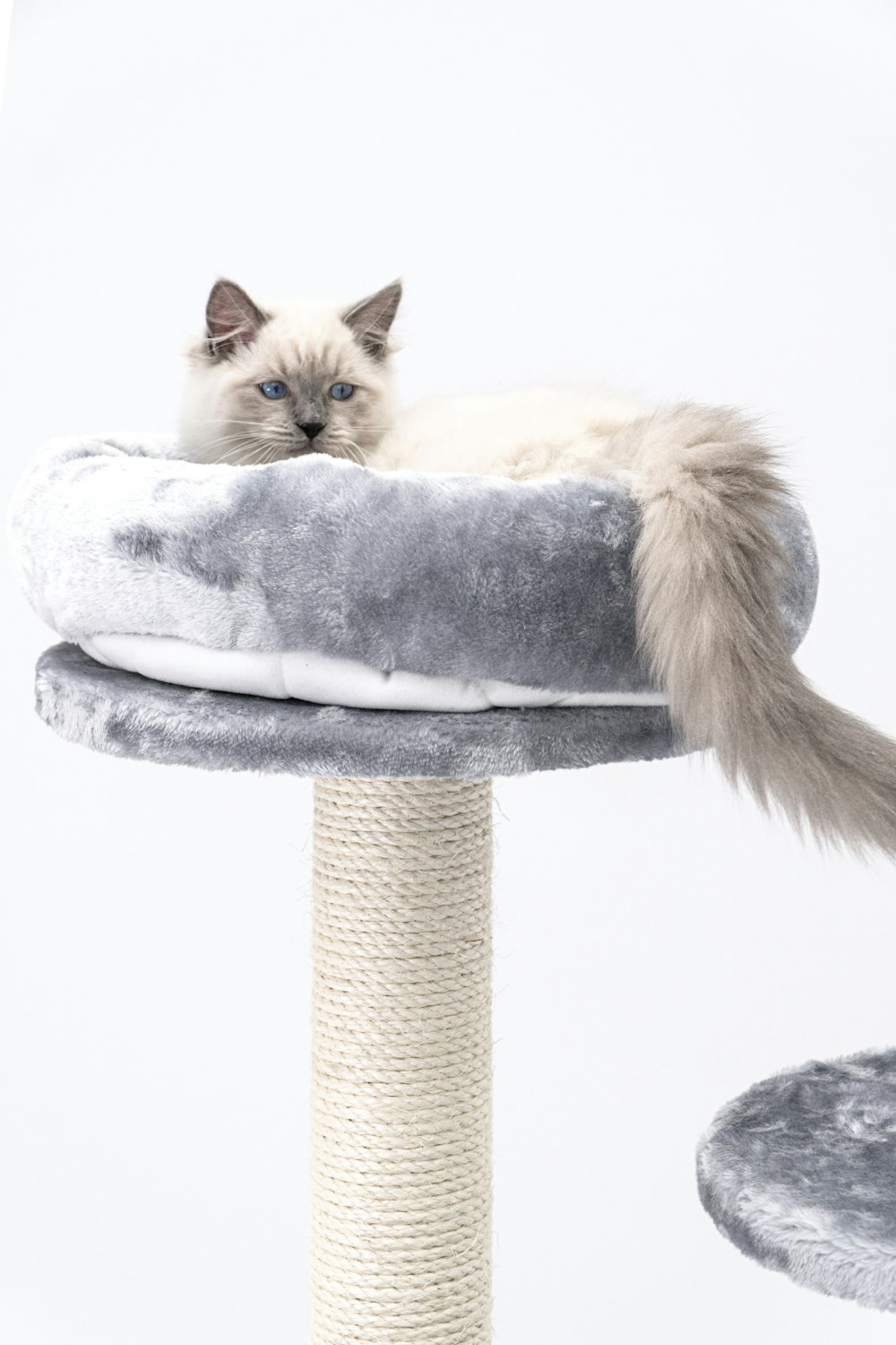 a cat laying on top of a cat tree